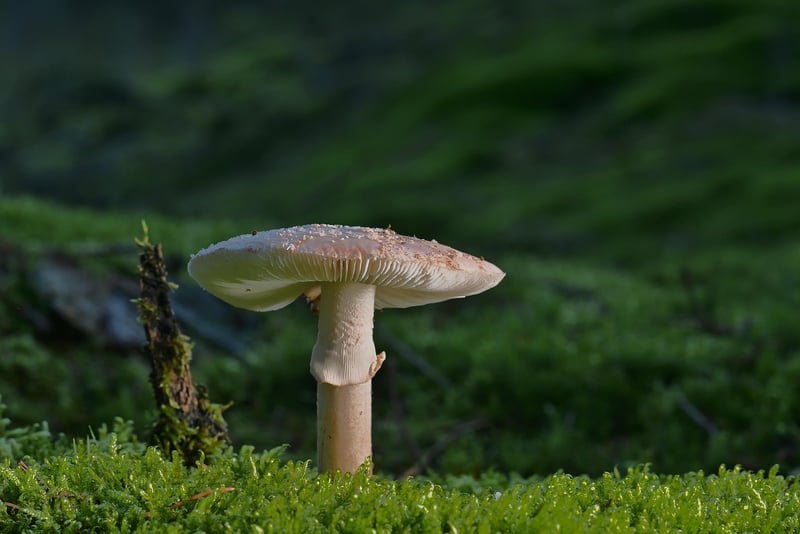 Mystical Realm